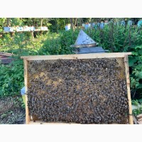 Бджоли, бджолопакети, бджолосімї, українська степова