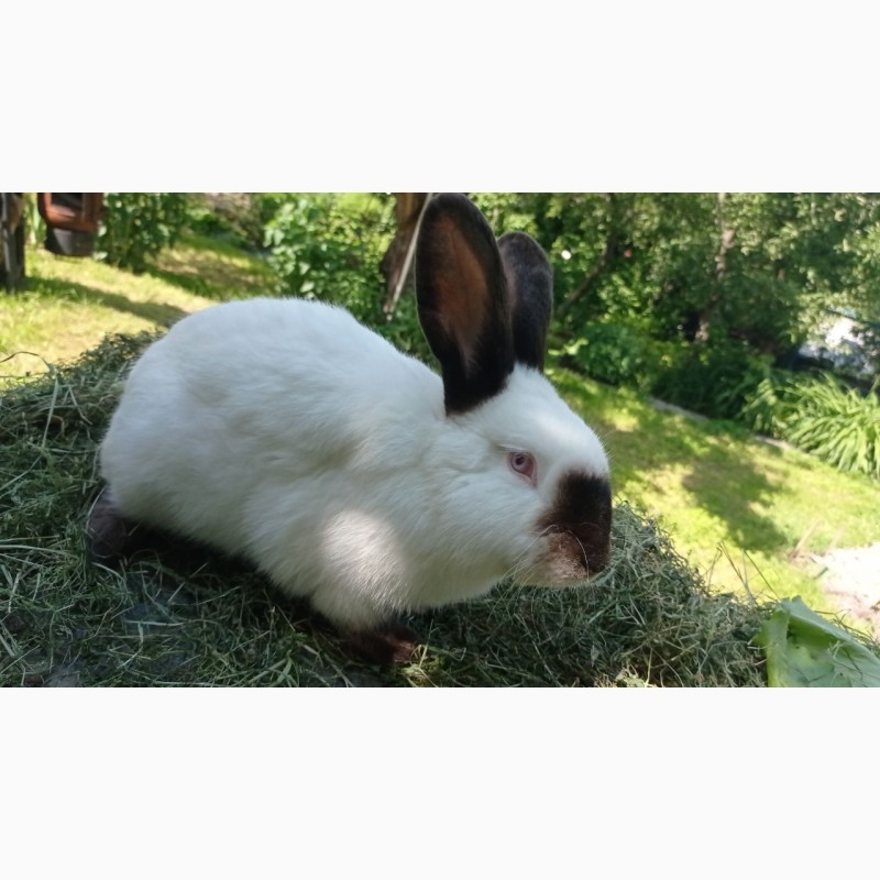 Фото 2. Продам кроликов живым весом, порода Калифорния, Паннон