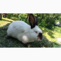 Продам кроликов живым весом, порода Калифорния, Паннон