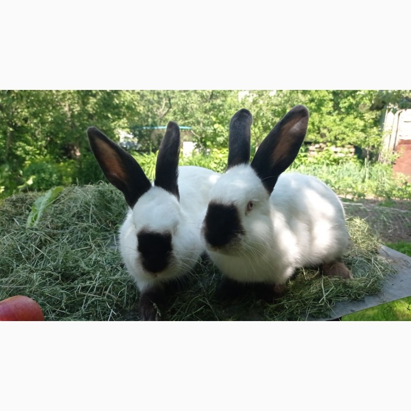 Фото 3. Продам кроликов живым весом, порода Калифорния, Паннон