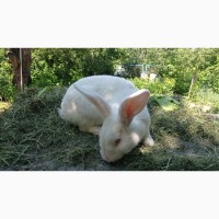 Продам кроликов живым весом, порода Калифорния, Паннон