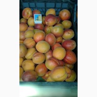 Продам крупный абрикос