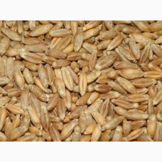 Закупаем тритикале пшеничный товарный.Рожь фуражную товарную.Продукцию некондиционную