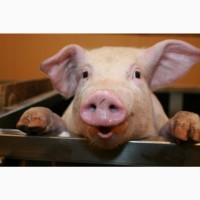 Продам БМВД свинья гровер 15%