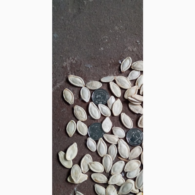 Фото 3. Посівмат гарбуза Українка багатоплідна