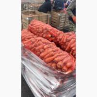 Продам оптом моркву товарну, Львівська область