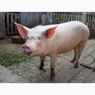 Продам свиню від 120 до 150 кг