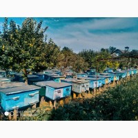 Продаж Бджолопакетів