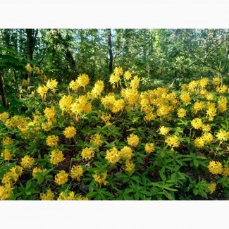 Рододедрон жовтий, Азалія цвіт, 400 грн 50 грамм