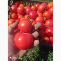 Домашні помідори