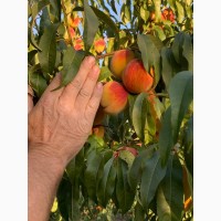 Продам персик свіжий, з дерева