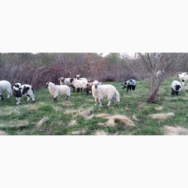 Фото 10. Вівці, барани, ягнята