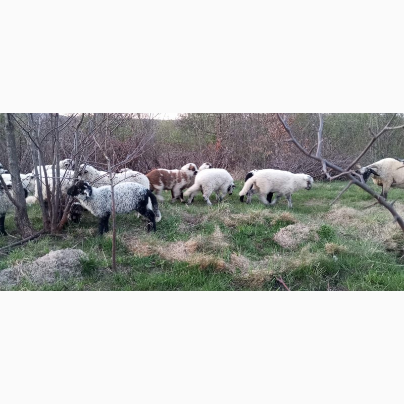 Фото 11. Вівці, барани, ягнята