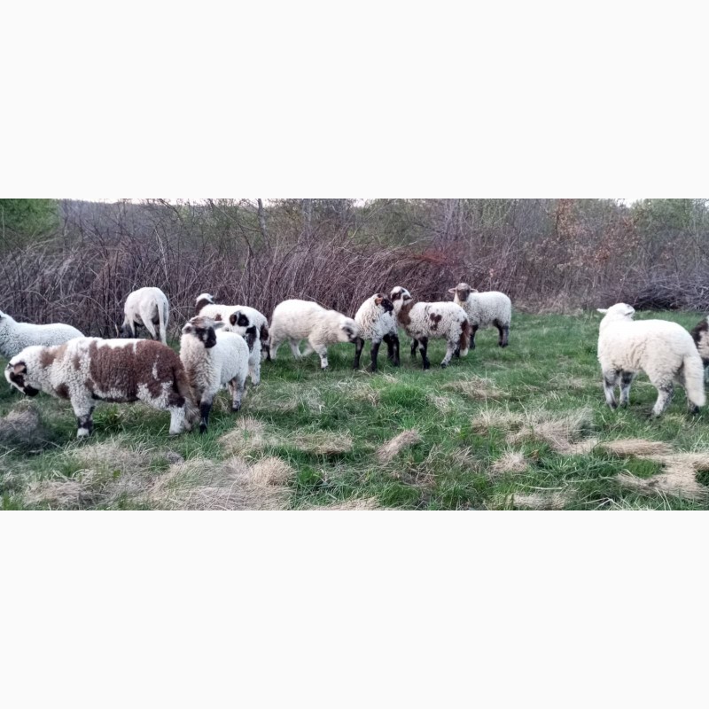 Фото 12. Вівці, барани, ягнята