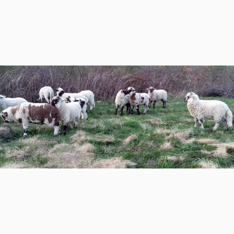 Фото 13. Вівці, барани, ягнята