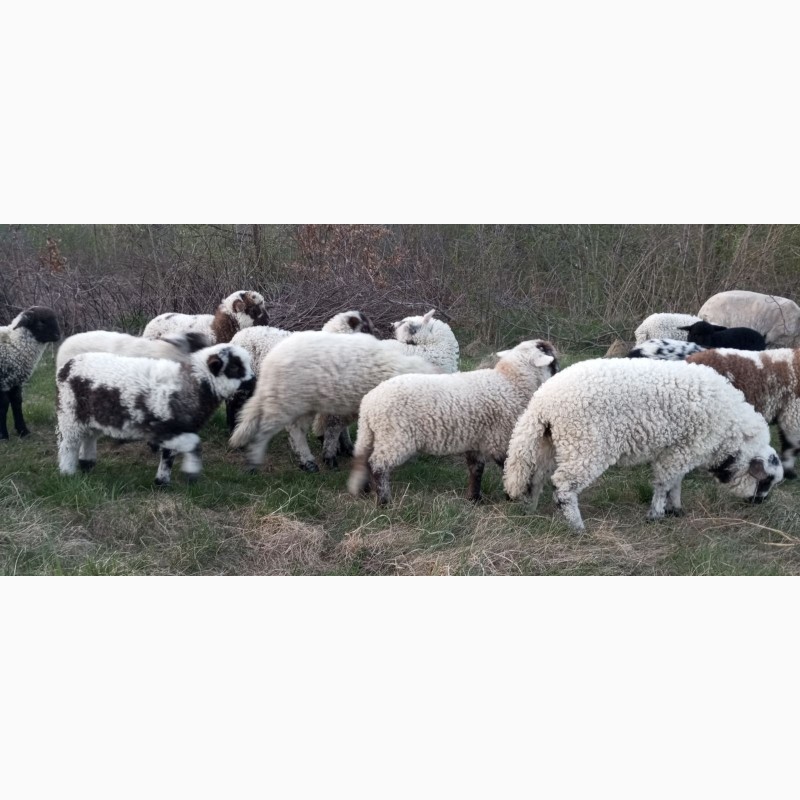 Фото 14. Вівці, барани, ягнята