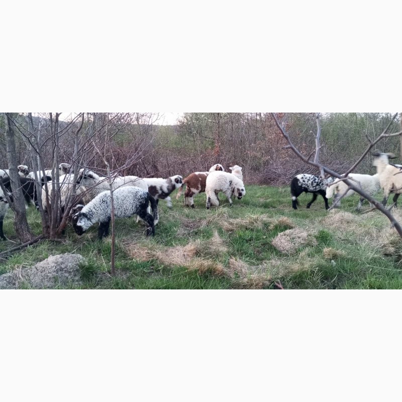 Фото 15. Вівці, барани, ягнята