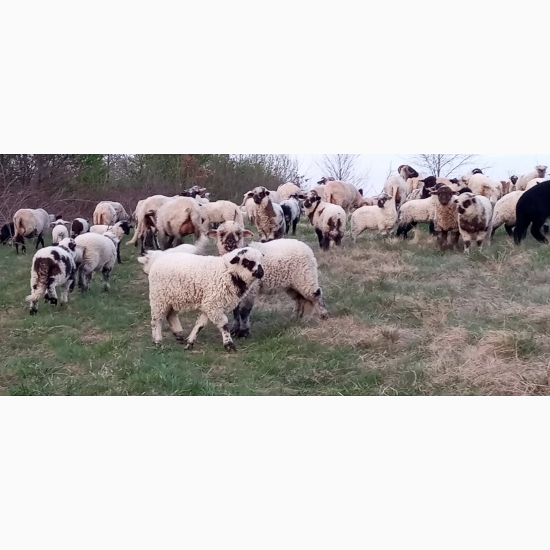Фото 2. Вівці, барани, ягнята