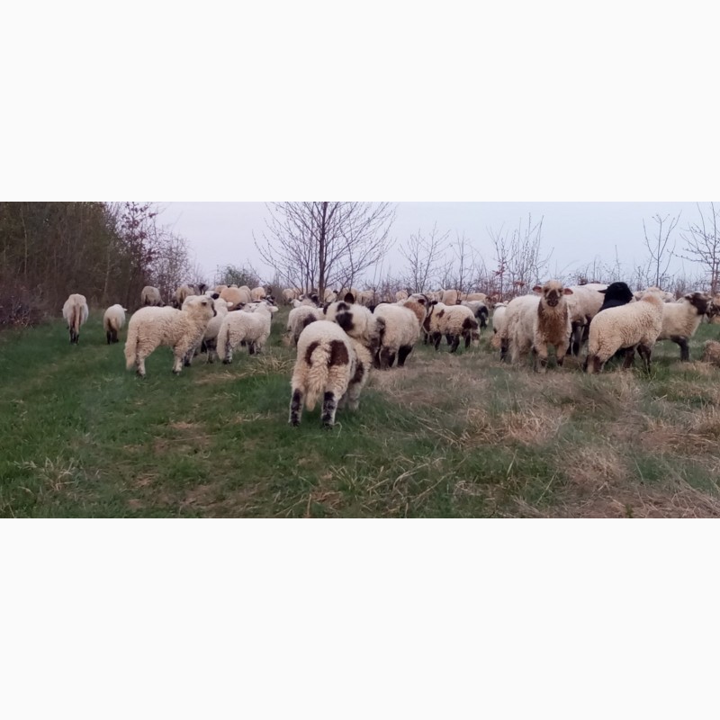 Фото 3. Вівці, барани, ягнята
