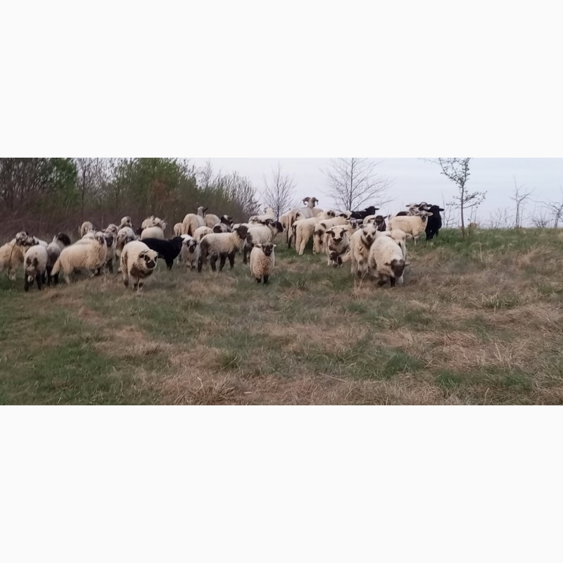 Фото 4. Вівці, барани, ягнята