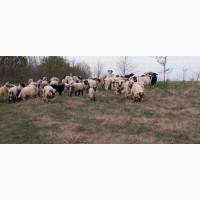Вівці, барани, ягнята