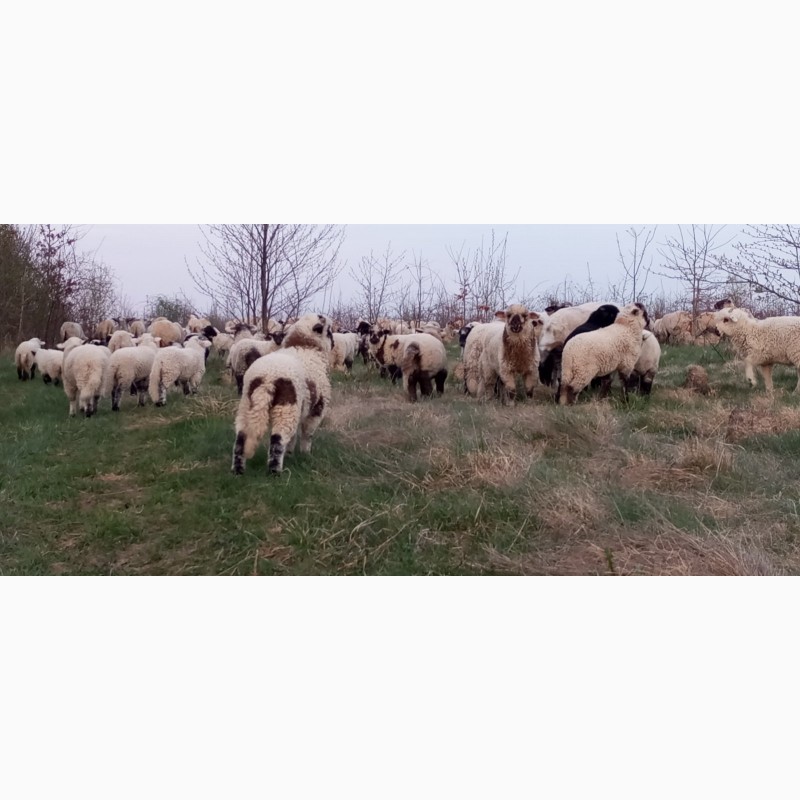 Фото 5. Вівці, барани, ягнята
