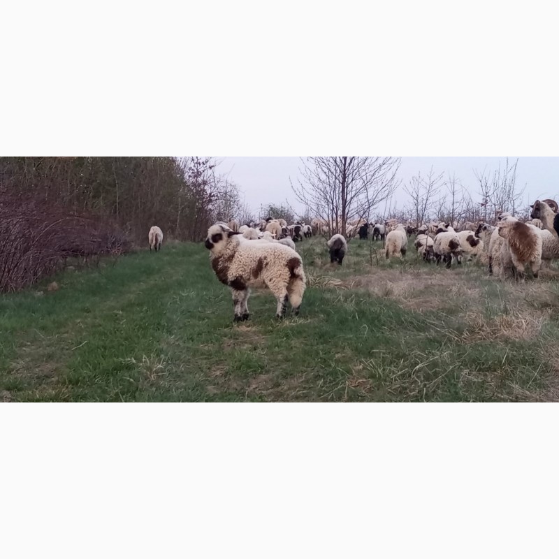 Фото 6. Вівці, барани, ягнята