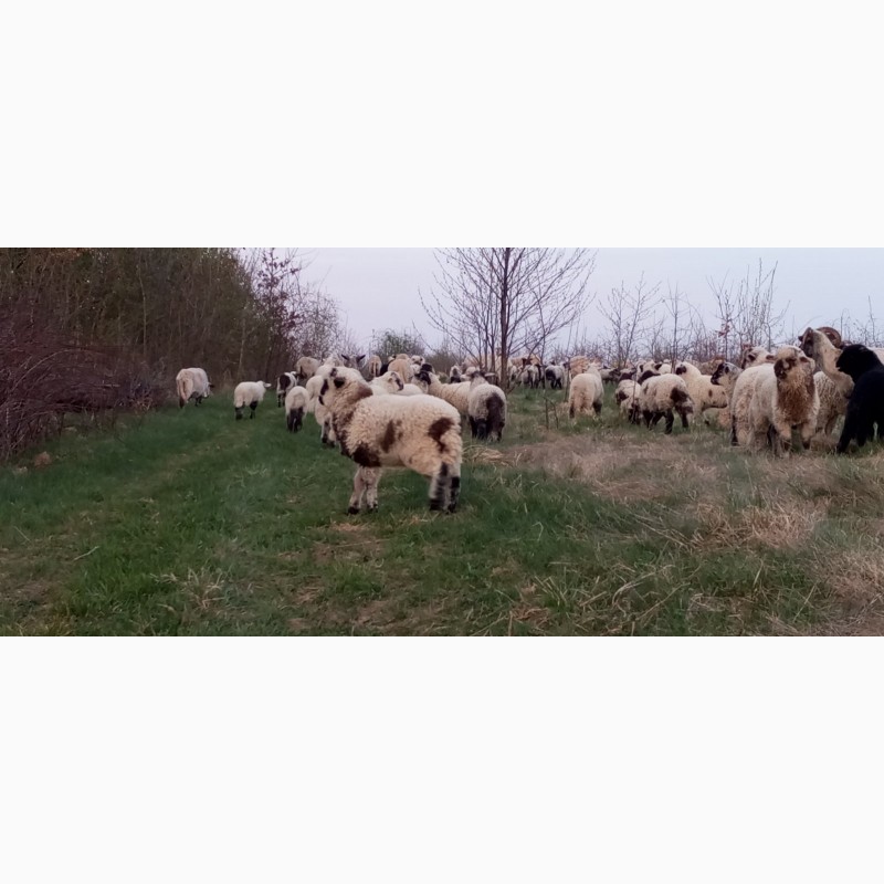 Фото 7. Вівці, барани, ягнята
