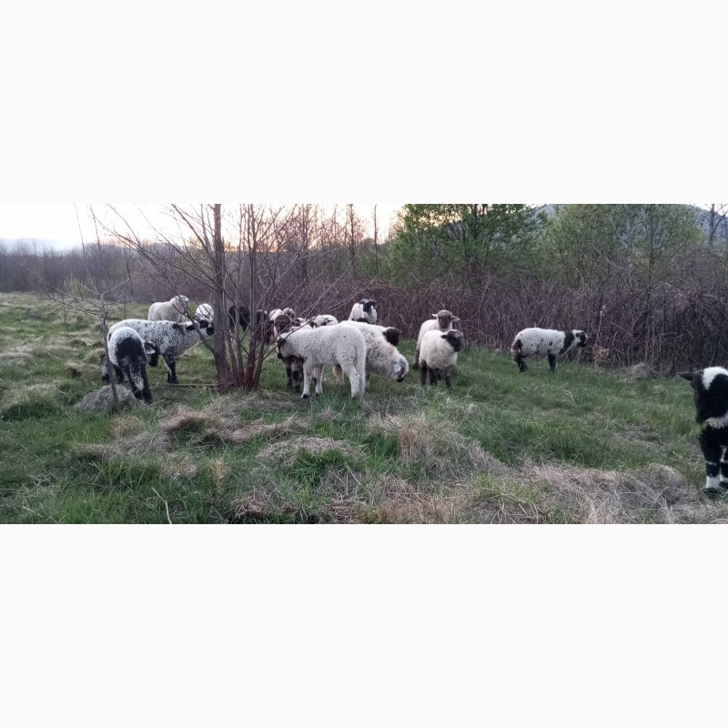 Фото 8. Вівці, барани, ягнята