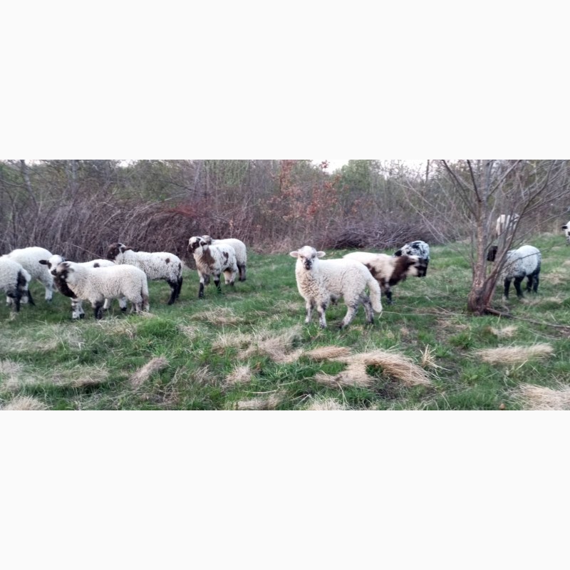 Фото 9. Вівці, барани, ягнята