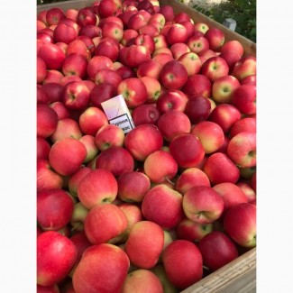 Продам яблука (РГС) Без парші та градобою Є об#039;єми