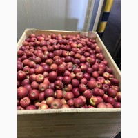 Продам яблука (РГС) Без парші та градобою Є об#039;єми