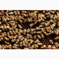 Продам бджолопакети, бджолосім#039;ї