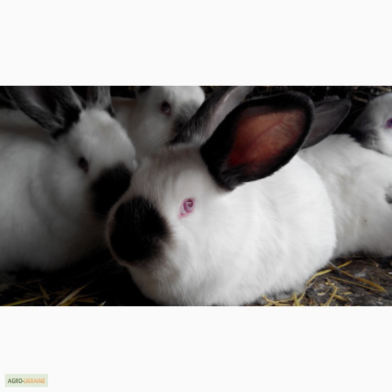 Фото 4. Продаються кролі породи Каліфорнійці та Боргундці