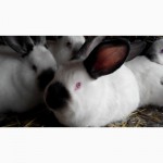 Продаються кролі породи Каліфорнійці та Боргундці