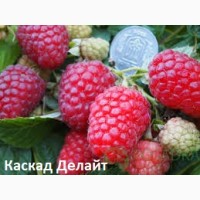 Саженцы малины Radziejowa, Sokolica, Polonez, Зюгана, Жозели, Покуса