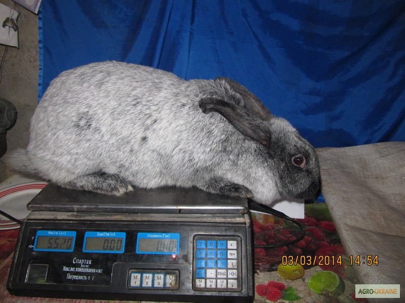 Весы кролик какие. Полтавское серебро кролики. Вес кроликов Полтавское серебро. Кролик Полтавское серебро вес в 2 месяца. Полтавское серебро вес.