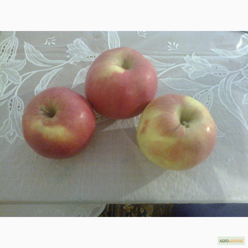 Фото 2. Продам яблука з Польщі