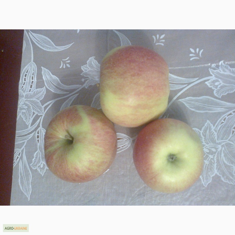 Фото 3. Продам яблука з Польщі