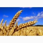 Продам Фунгіциди для захисту Пшениці, Ячменю,Цукр.буряк, Яблуні, Винограду.