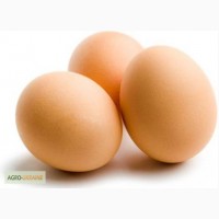 Инкубационное яйцо и цыплята кур несушек Хайсекс Браун