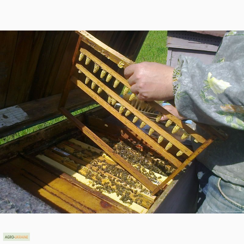 Пропонуємо Вам купити бджоломатки з племінних пасік карпатської породи