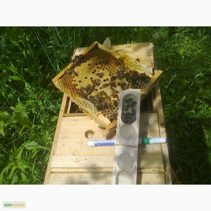 Фото 2. Пропонуємо Вам купити бджоломатки з племінних пасік карпатської породи