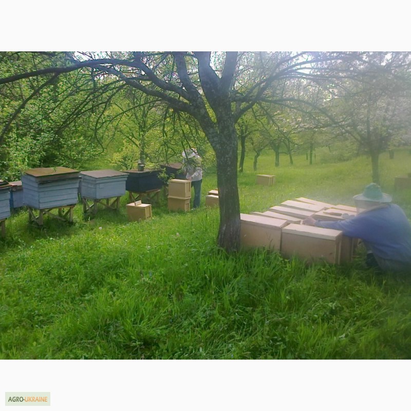 Фото 3. Пропонуємо Вам купити бджоломатки з племінних пасік карпатської породи
