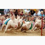 Корм Свиное наслаждение- свинье и гусю на съедение