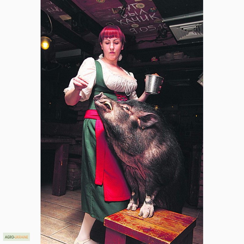 Фото 3. Корм Свиное наслаждение- свинье и гусю на съедение
