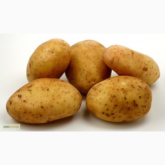 Продам картофель сорта Ароза и Агата