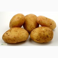 Продам картофель сорта Ароза и Агата
