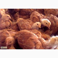 Продам суточных цыплят породы фарма колор ( испанка не голошейная)