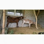 Продам кози молоді 50% англо-нубійської крові